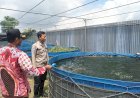 Bhabinkamtibmas-Bersama-Perangkat-Desa-Ganting-Tinjau-Program-Ketahanan-Pangan-Budidaya-Lele-Bioflok