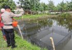 Air-Bersih-dan-Pakan-Bergizi-Jadi-Kunci-Sukses-Budidaya-Gurami,-Pesan-Bhabinkamtibmas-Keboharan-Penggerak-Ketahanan-Pangan