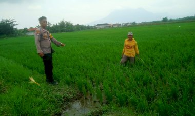 Cek-Tanam-Padi-Berhasil,-Kanit-Binmas-Polsek-Krembung-Turun-ke-Lahan-Pertanian
