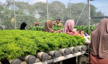 Kapolsek-Taman-Polresta-Sidoarjo-Apresiasi-Keberhasilan-Tanaman-Holtikultura-Green-House-di-Desa-Kletek