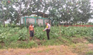 Bhabinkamtibmas-Kedungboto-Polsek-Porong-Apresiasi-Upaya-Warga-Tanam-Sayur-Kangkung-Dukung-Ketahanan-Pangan