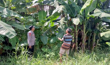 Bhabinkamtibmas-Jemundo-Polsek-Taman-Tinjau-Perkembangan-Tanaman-Pisang-di-Lahan-P2B-Warga