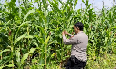 Bhabinkamtibmas-Desa-Permisan-Tinjau-Lahan-untuk-Perkebunan-Sayuran