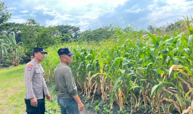 Bhabinkamtibmas-Polsek-Taman-Cek-Lahan-Jagung-dan-Berdialog-dengan-Warga