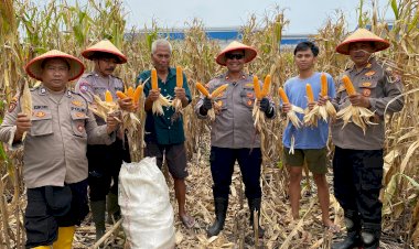 Wujudkan-Ketahanan-Pangan,-Polsek-Balongbendo-Panen-Jagung-di-Desa-Wonokupang