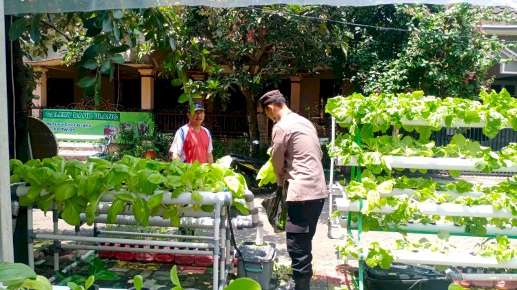 Fasum Perumahan di Candi Dijadikan Tanaman Sayur Hidroponik Dukung Ketahanan Pangan