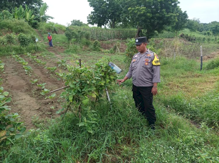 Bhabinkamtibmas Desa Kedungrejo Cek Lahan P2B untuk Dukung Ketahanan Pangan