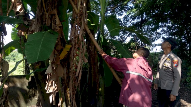 Bhabinkamtibmas Desa Sumberejo Polsek Wonoayu Cek Lahan Kosong untuk Dukung Ketahanan Pangan