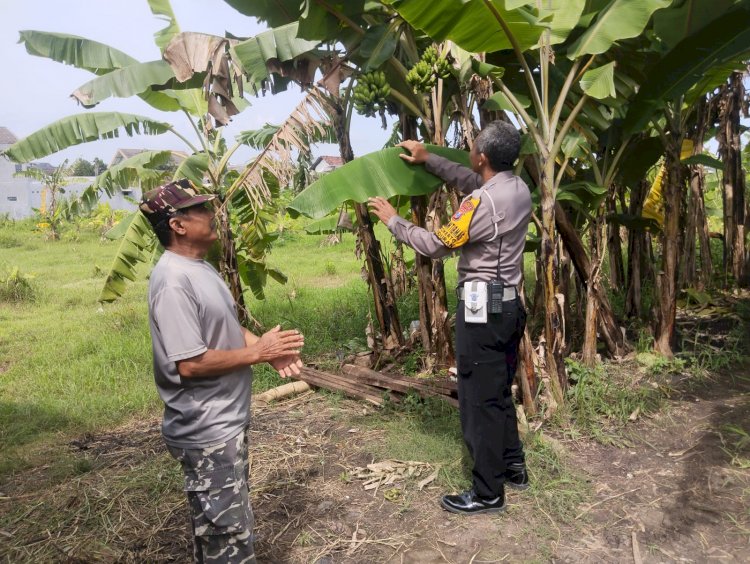 Tingkatkan Swasembada Pangan, Warga Sidokerto Didorong Tanam Pohon Pisang