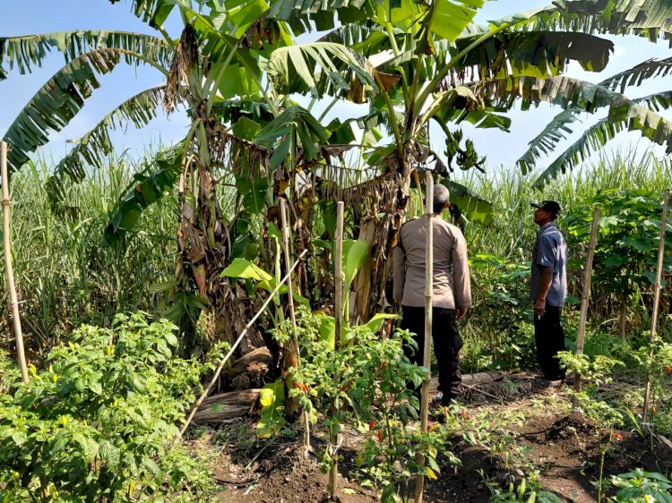 Bhabinkamtibmas Desa Kemantren Sambang Desa, Dukung Ketahanan Pangan Lewat Ajakan Tanam Pohon Pisang