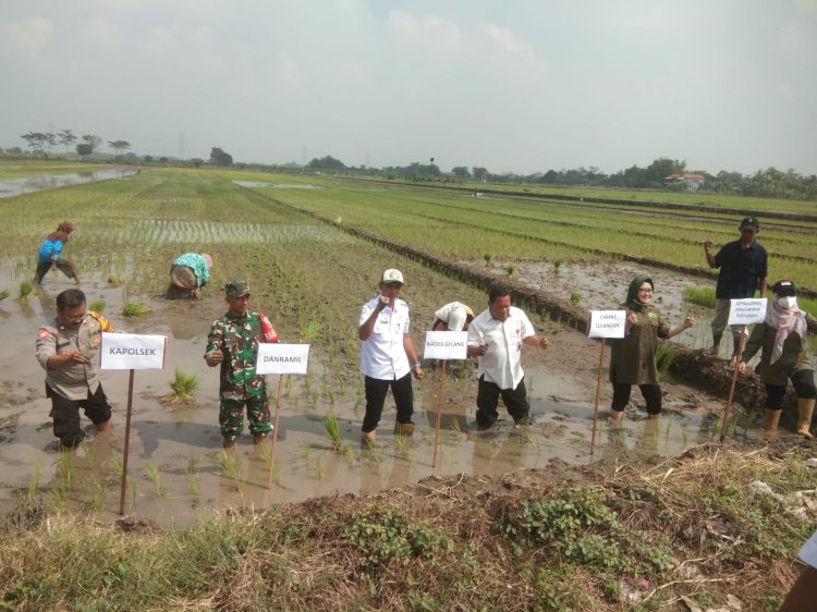 Tiga Pilar di Sidoarjo Kompak Dukung Ketahanan Pangan Nasional Lewat Penanaman Padi Serentak