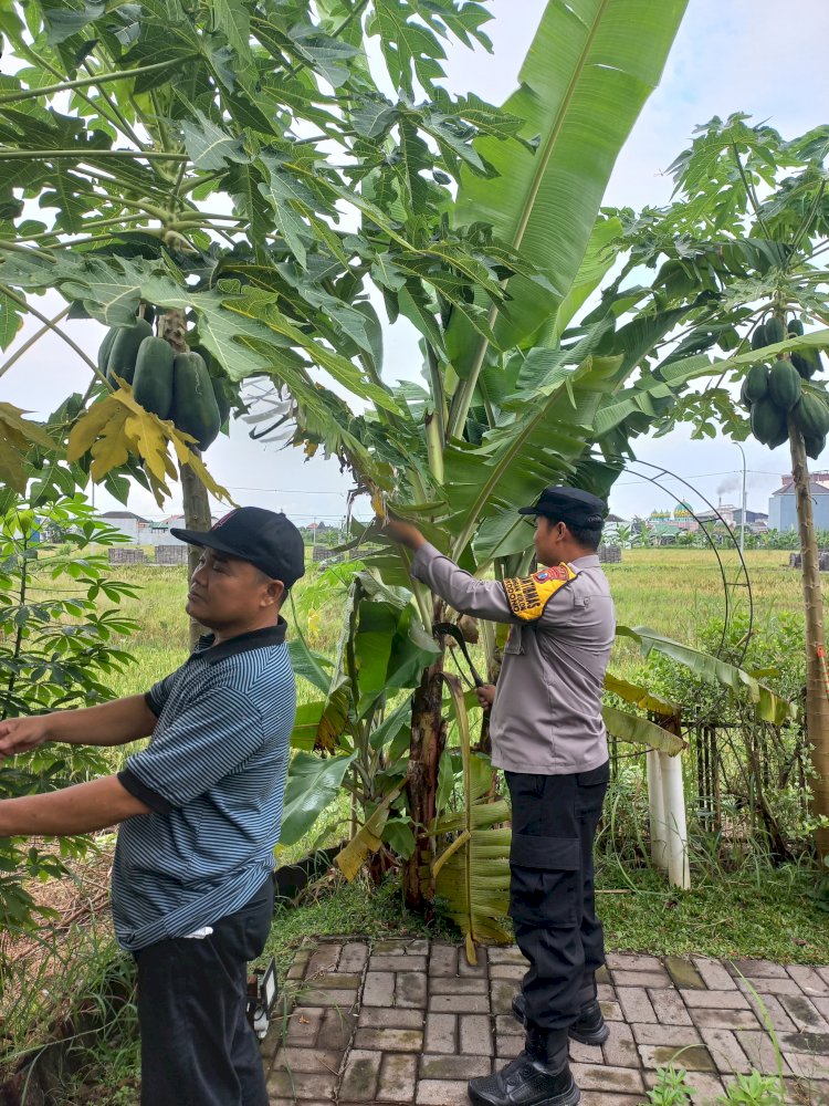 Kompak, Polisi dan Perangkat Desa Bantu Warga Penggerak Ketahanan Pangan di Desa Masangan Kulon