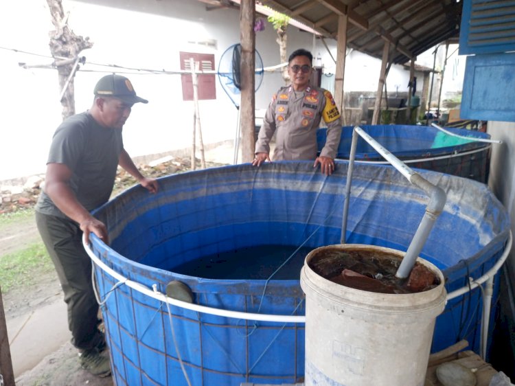 Budidaya Ikan Koi Topang Ketahanan Pangan