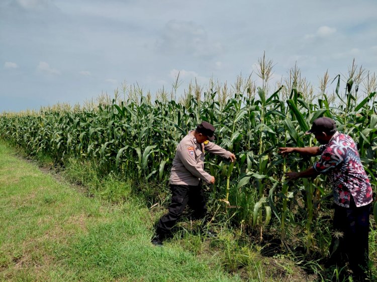 Bhabinkamtibmas Tinjau Lahan Jagung di Pangkemiri