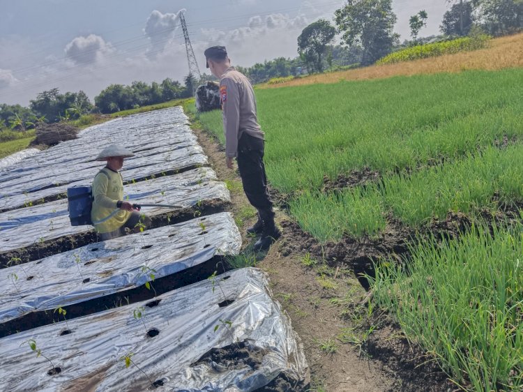 Bhabinkamtibmas Tarik Bina Petani Cabai Wujudkan P2B