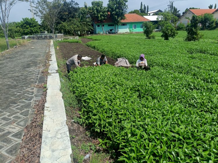 Polresta Sidoarjo Dukung Ketahanan Pangan, Polsek Porong Dampingi Warga Tanam Kangkung