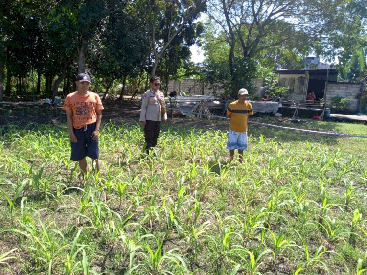 Polisi dan Petani Desa Lemujut Bersinergi dalam Program Swasembada Jagung